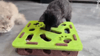 KittyQuest – Interactive Cat Puzzle